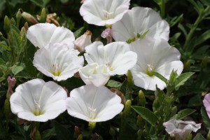 Bindweed Flowers Blooming - Free High Resolution Photo
