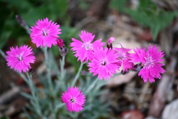 Pink Dianthus Flowers - Free High Resolution Photo