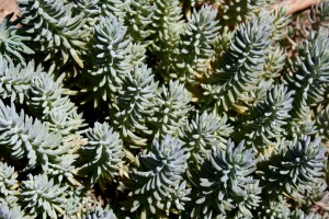 Silver Stone, Sedum Forsterianum, or Stonecrop - Free High Resolution Photo