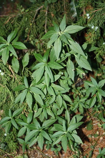 Toothed Spurge - Free High Resolution Photo