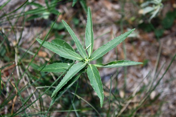 Toothed Spurge Close Up - Free High Resolution Photo