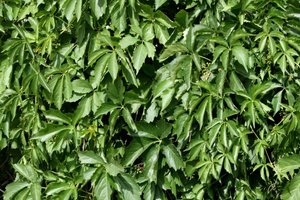 Virginia Creeper Green Leaves Texture - Free High Resolution Photo