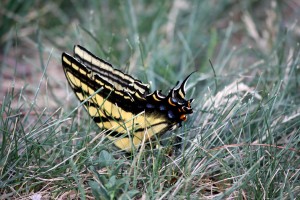 Yellow and Black Butterfly - Free High Resolution Photo