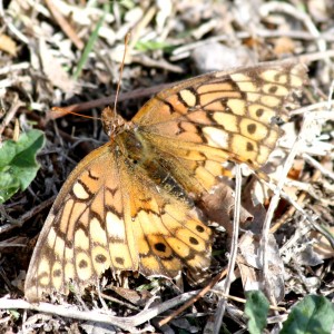 Orange and Black Butterfly - Free High Resolution Photo