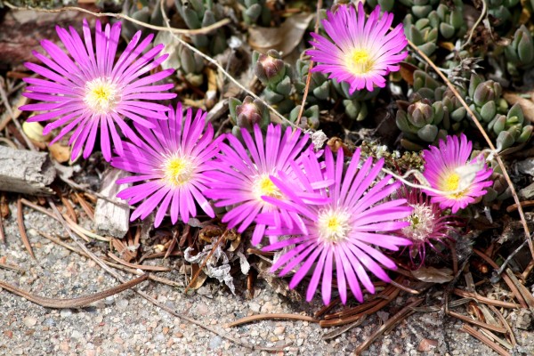 Pink Ice Plant Flowers Close Up - Free High Resolution Photo Pink Ice Plant Flowers Close Up - Free High Resolution Photo