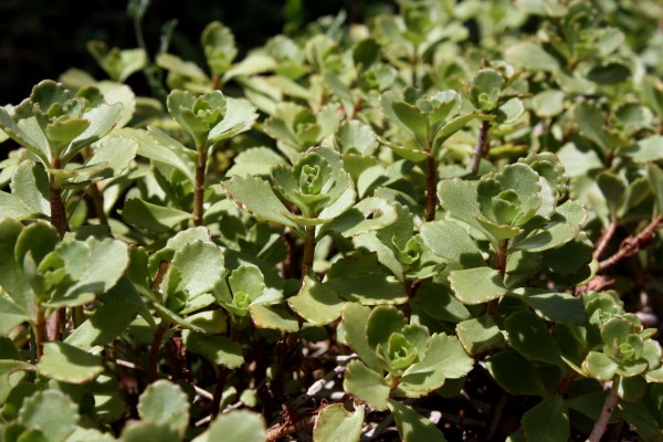 Sedum Spurium - Free High Resolution Photo