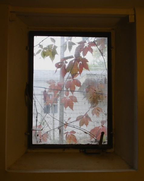 Autumn Leaves Through Basement Window - Free High Resolution Photo