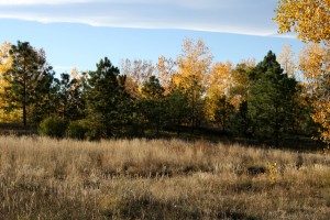 Autumn Meadow - Free High Resolution Photo