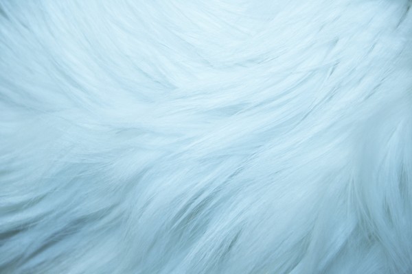 Baby Blue Fur Texture - Free High Resolution Photo