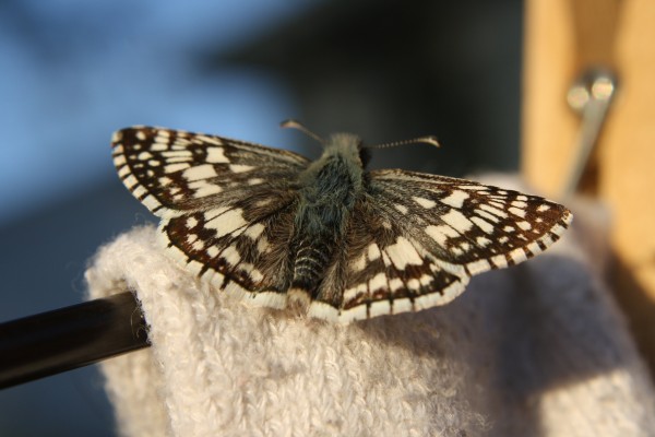 Brown and White Butterfly - Checkered Skipper - free high resolution photo