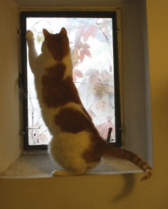 Cat Playing in Window Sill - Free High Resolution Photo