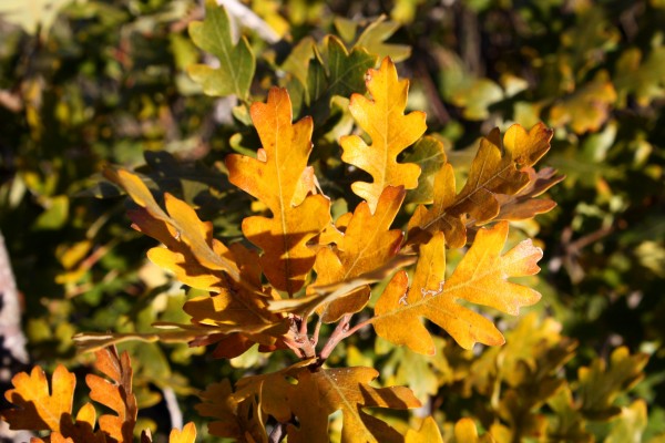 Golden Fall Scrub Oak Leaves Close Up - Free High Resolution Photo