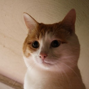 Orange and White Cat Face Close Up - Free High Resolution Photo