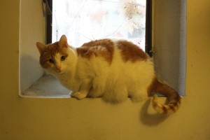 Orange and White Cat in Window Sill - Free High Resolution Photo