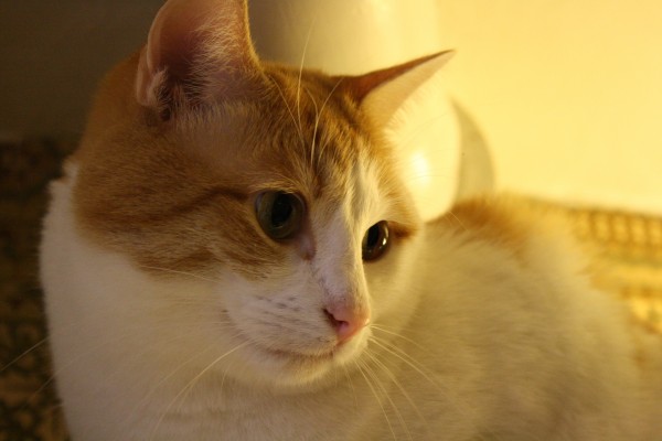 Orange and White Kitty Face Close Up - Free High Resolution Photo