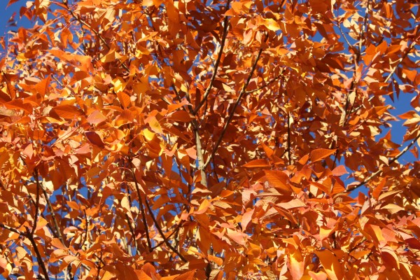 Orange Autumn Leaves - Free High Resolution Photo