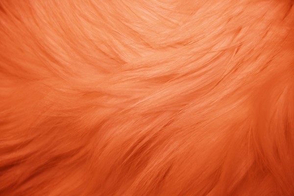 Orange Fur Texture - Free High Resolution Photo