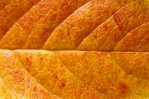 Orange Leaf Close Up Texture - Free High Resolution Photo