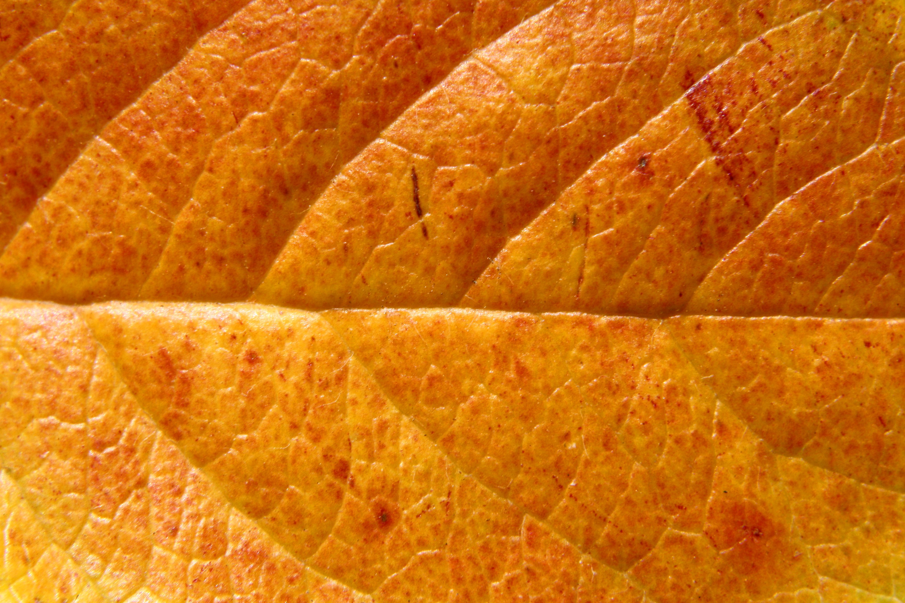 Orange Leaf Close Up Texture Picture | Free Photograph | Photos Public