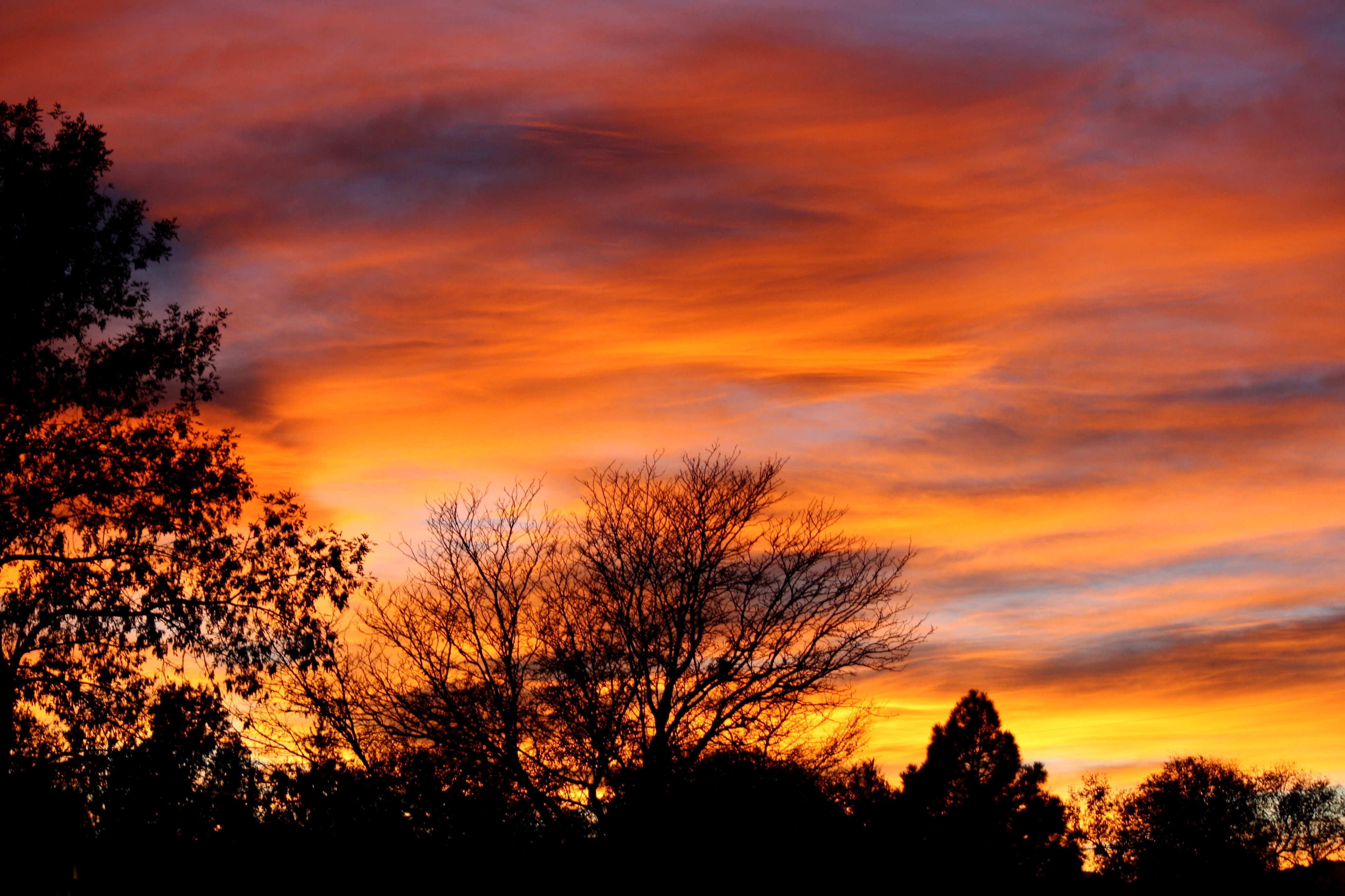 Orange Sunset with Trees Picture | Free Photograph | Photos Public Domain