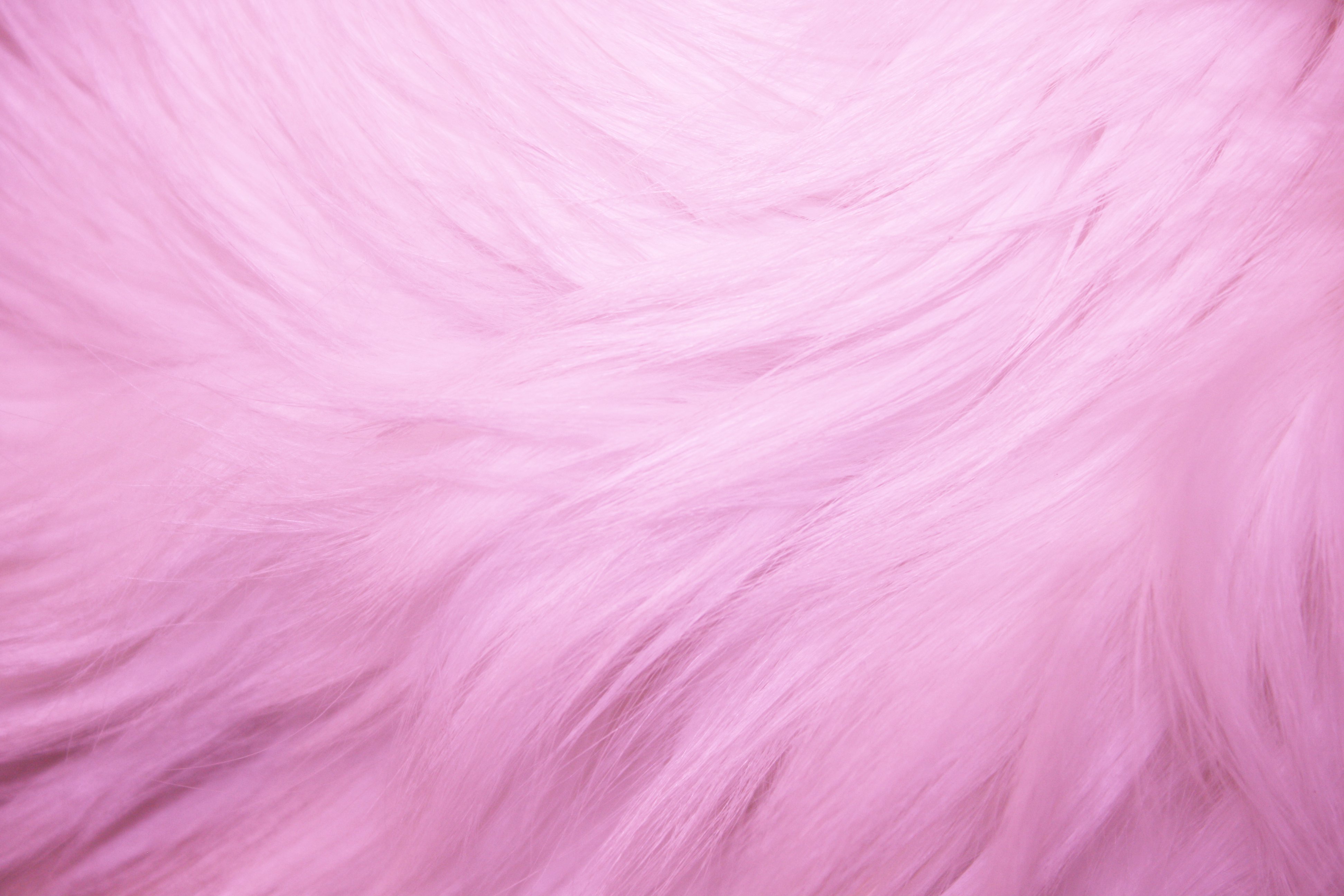 Pink Fur Texture Picture, Free Photograph