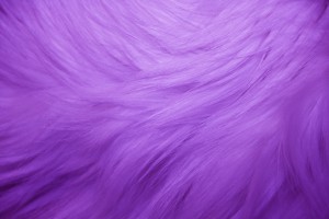 Purple Fur Texture - Free High Resolution Photo