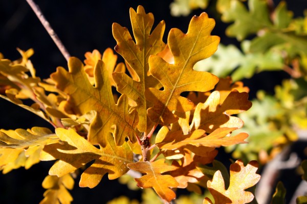 Scrub Oak Leaves in Autumn - Free High Resolution Photo