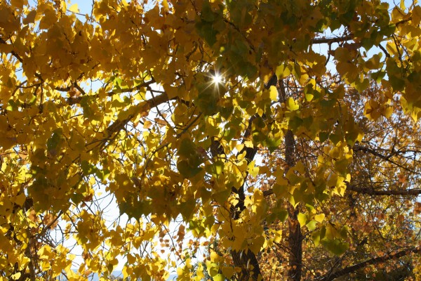Sun Peeking Through Autumn Cottonwood Leaves - Free High Resolution Photo
