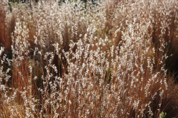 Sunlight on Fall Meadow Grass Close Up - Free High Resolution Photo