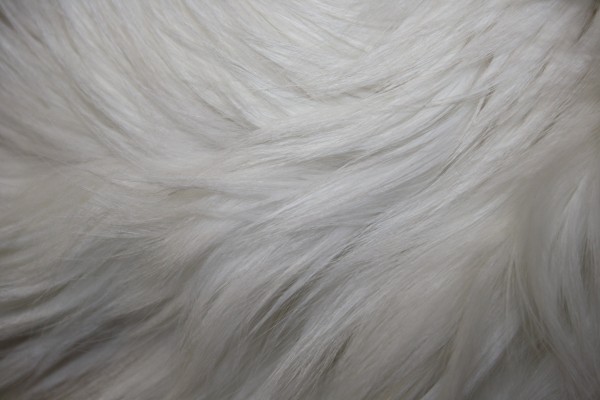 White Fur Texture - Free High Resolution Photo