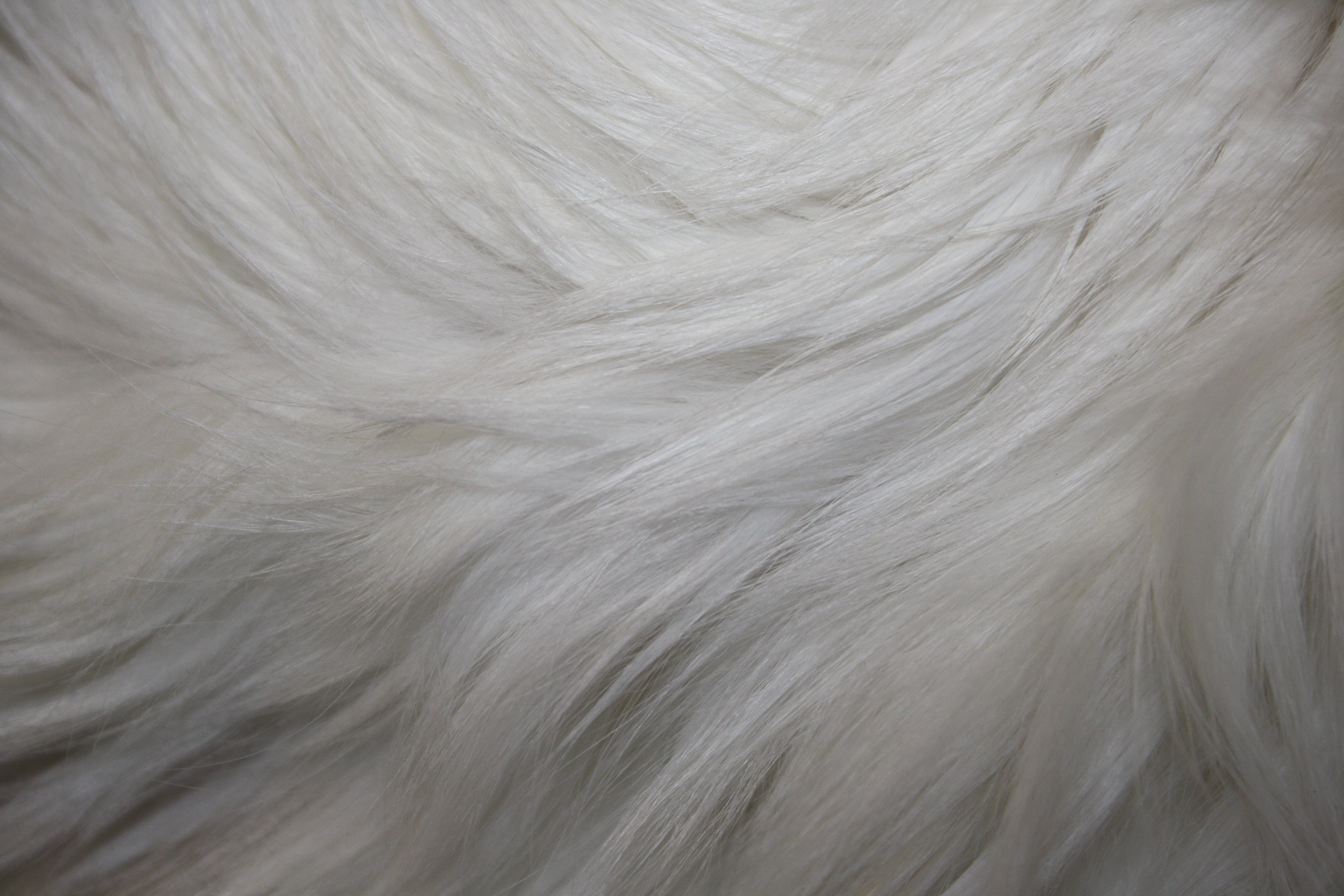 White Fur Texture Picture, Free Photograph