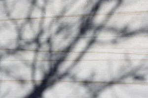 Winter Tree Branch Shadows on White Paneled Wall Texture - Free High Resolution Photo