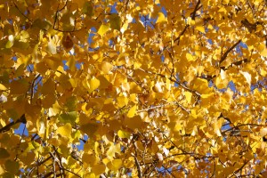 Yellow Fall Cottonwood Leaves Texture - Free High Resolution Photo