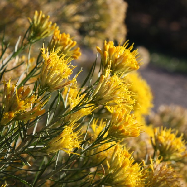 Yellow Flowering Rabbitbrush - Free High Resolution Photo