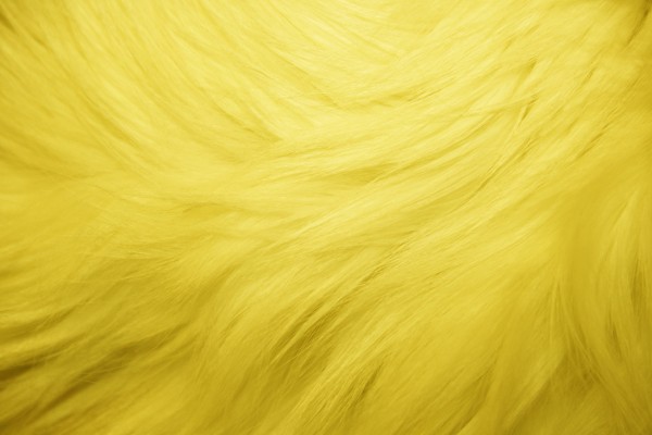 Yellow Fur Texture - Free High Resolution Photo