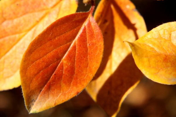 Autumn Leaves Close Up - Free High Resolution Photo