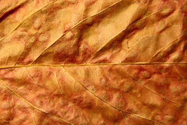 Dried Fall Leaf Close Up Texture - Free High Resolution Photo