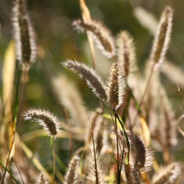 Dry Grass Seed Heads - Free High Resolution Photo