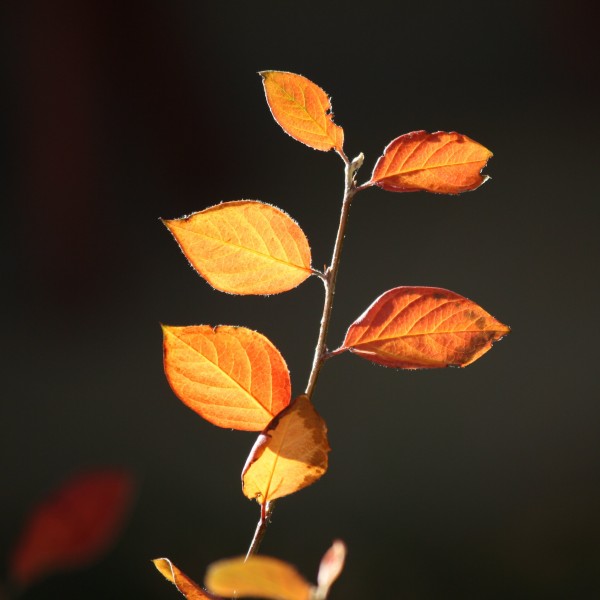 Fall Leaves in the Sun Close Up - Free High Resolution Photo