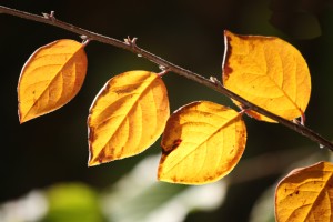 Golden Orange Fall Leaves in Sunlight CloseUp - Free High Resolution Photo