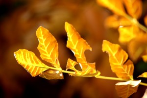 Sprig of Brown and Yellow Autumn Leaves - Free High Resolution Photo