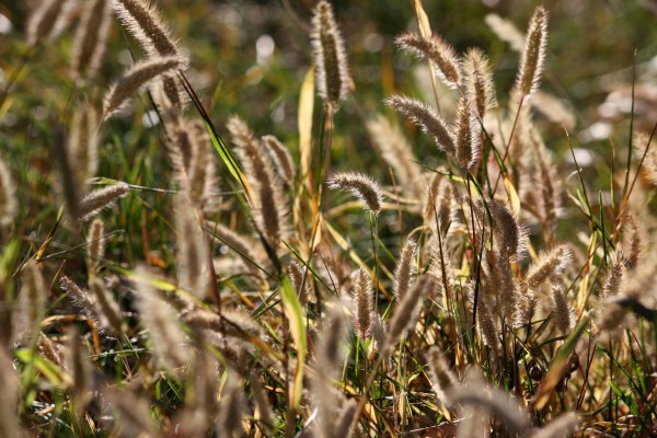 Wild Grass Seed Heads - Free High Resolution Photo