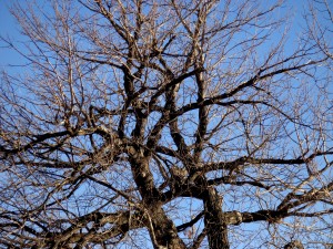 Winter Tree Branches - Free High Resolution Photo