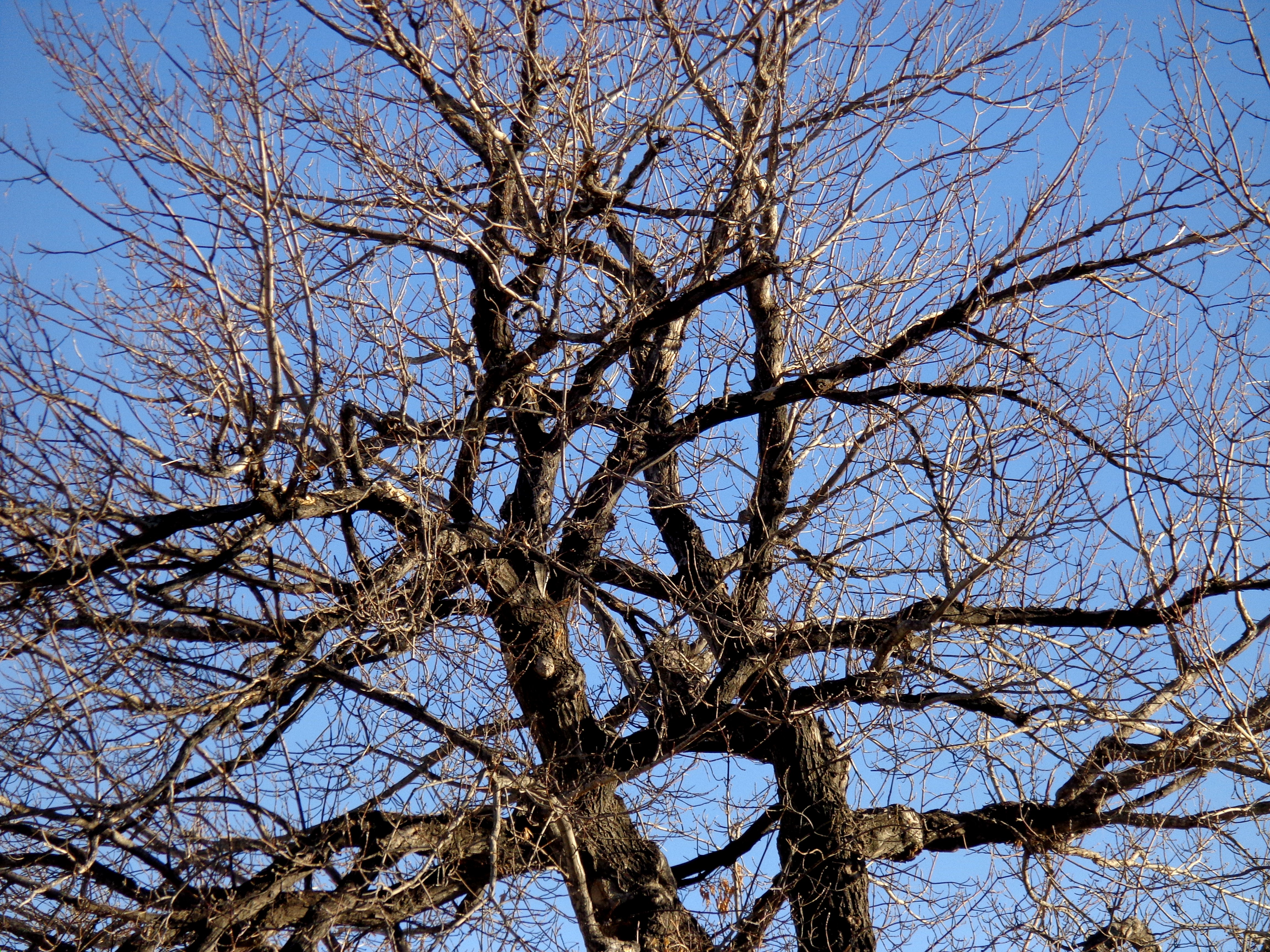 Winter Tree Branches Picture | Free Photograph | Photos Public Domain