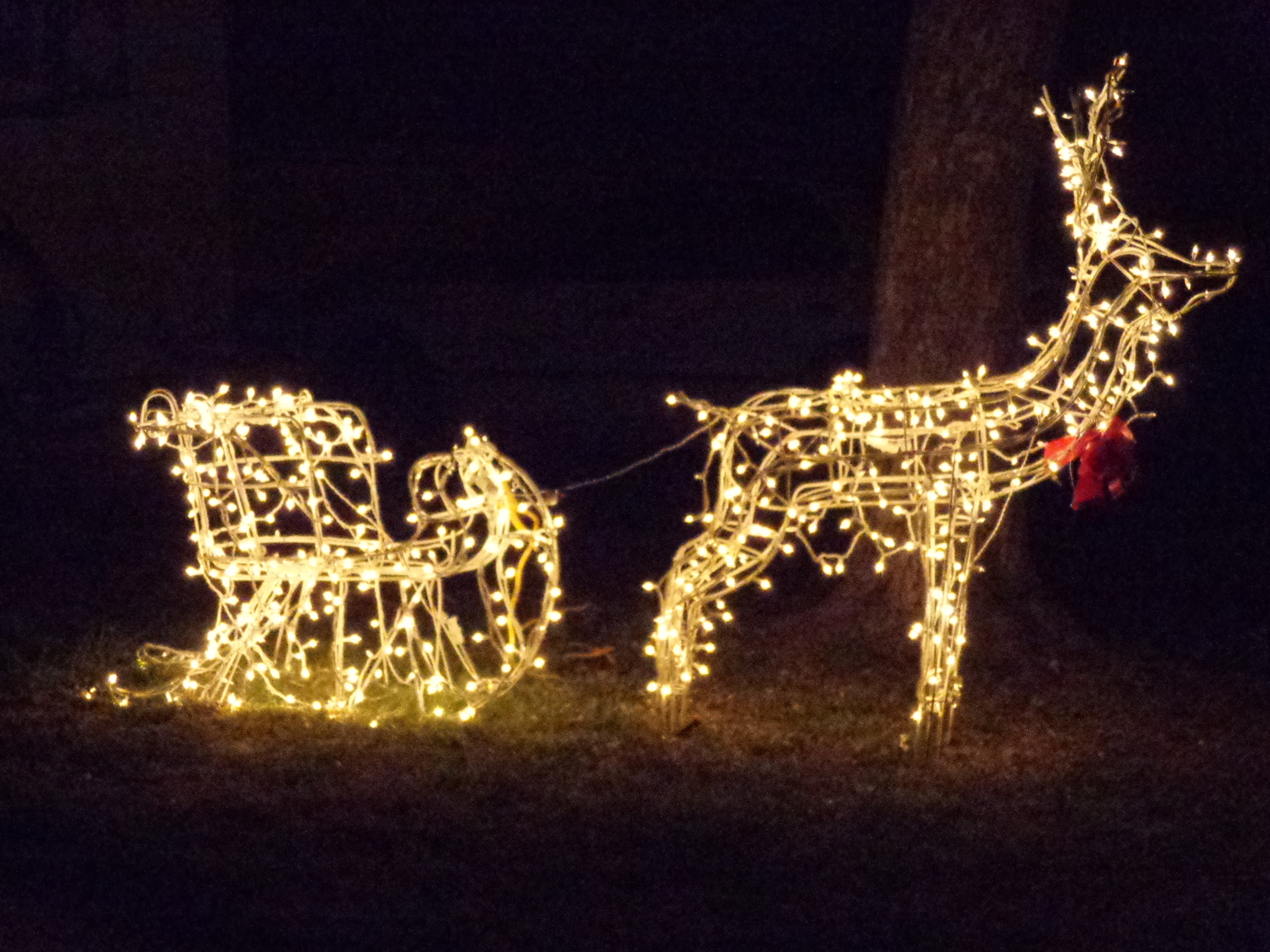 Christmas Reindeer Pulling Sleigh – Lighted Holiday Decoration Christmas Reindeer Pulling Sleigh - Lighted Holiday Decoration - Free High Resolution Photo