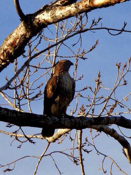 Hawk on Tree Branch - Free High Resolution Photo