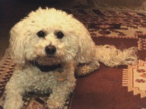 Maltese Dog with Curly White Fur - Free High Resolution Photo