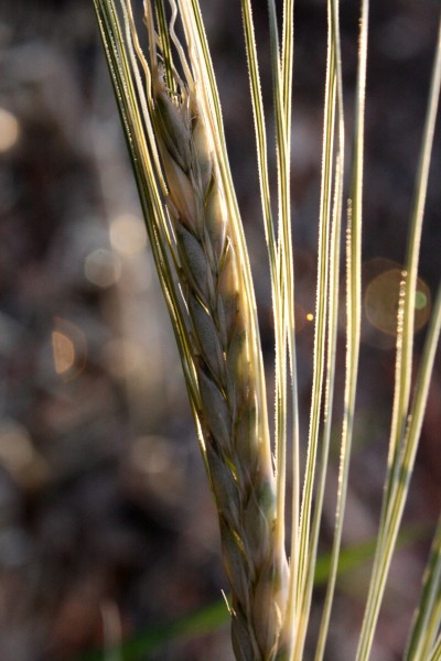 Dried Grass Seed Head Macro - Free High Resolution Photo