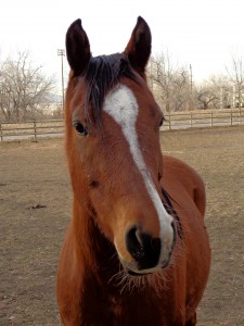 Brown Horse with White Blaze or Stripe - Free High Resolution Photo