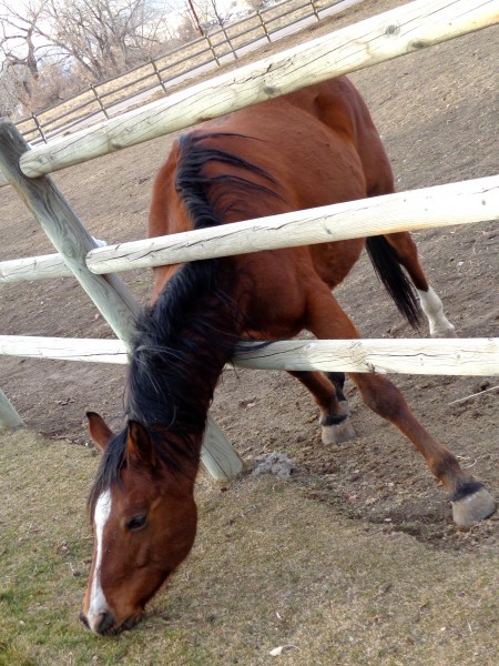 Horse Trying to Reach Grass Through Fence - Free High Resolution Photo